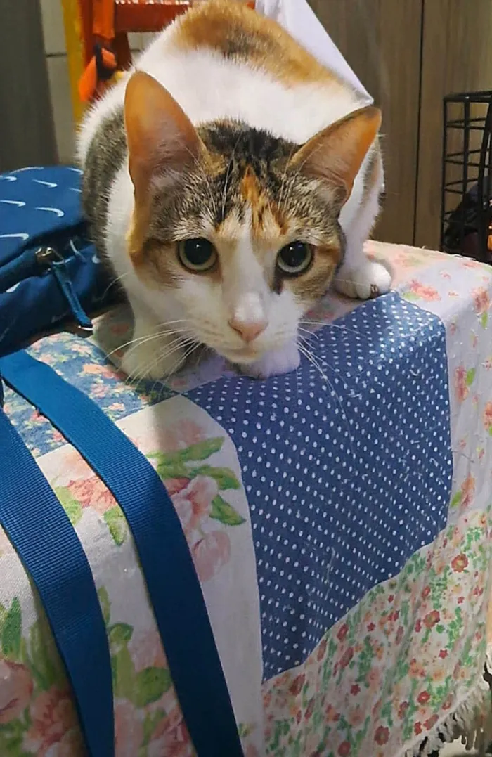 Gato ra a SRD-ViraLata idade 2 anos nome Alicia