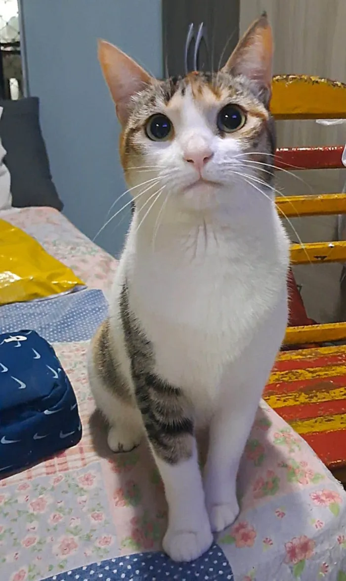 Gato ra a SRD-ViraLata idade 2 anos nome Alicia