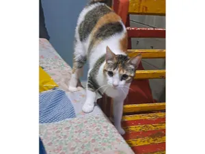 Gato raça SRD-ViraLata idade 2 anos nome Alicia