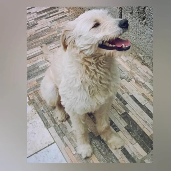 Cachorro ra a SRD-ViraLata idade 2 anos nome Snow