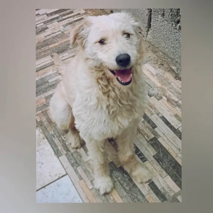 Cachorro ra a SRD-ViraLata idade 2 anos nome Snow