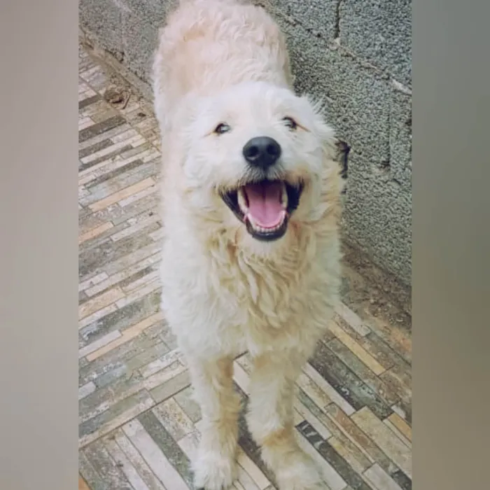 Cachorro ra a SRD-ViraLata idade 2 anos nome Snow