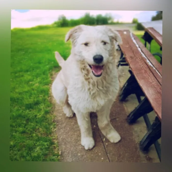 Cachorro ra a SRD-ViraLata idade 2 anos nome Snow