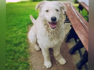 Cachorro raça SRD-ViraLata idade 2 anos nome Snow