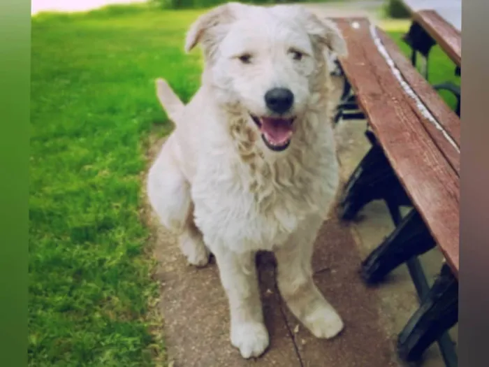 Cachorro ra a SRD-ViraLata idade 2 anos nome Snow