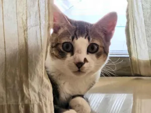 Gato raça SRD-ViraLata idade 7 a 11 meses nome Theo