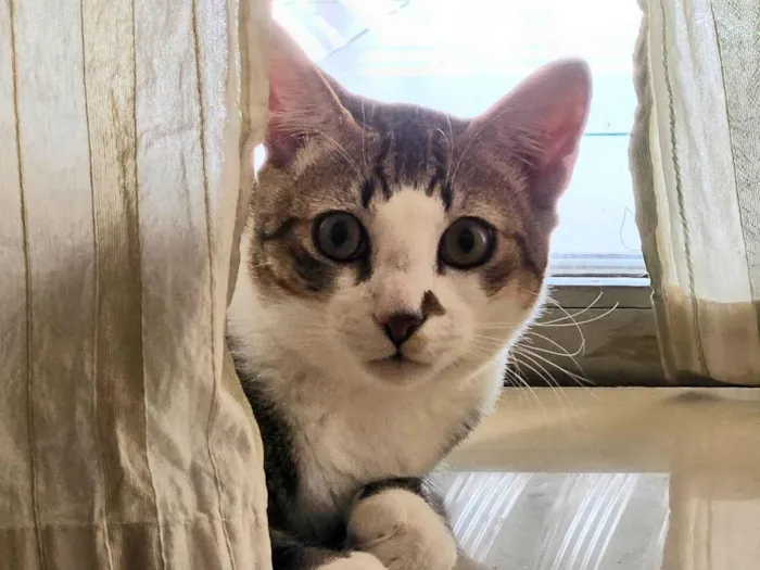 Gato ra a SRD-ViraLata idade 7 a 11 meses nome Theo