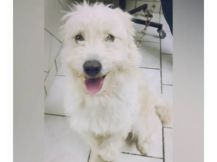 Cachorro ra a SRD-ViraLata idade 2 anos nome Snow