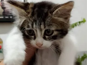 Gato raça Exótico idade Abaixo de 2 meses nome Algodão 