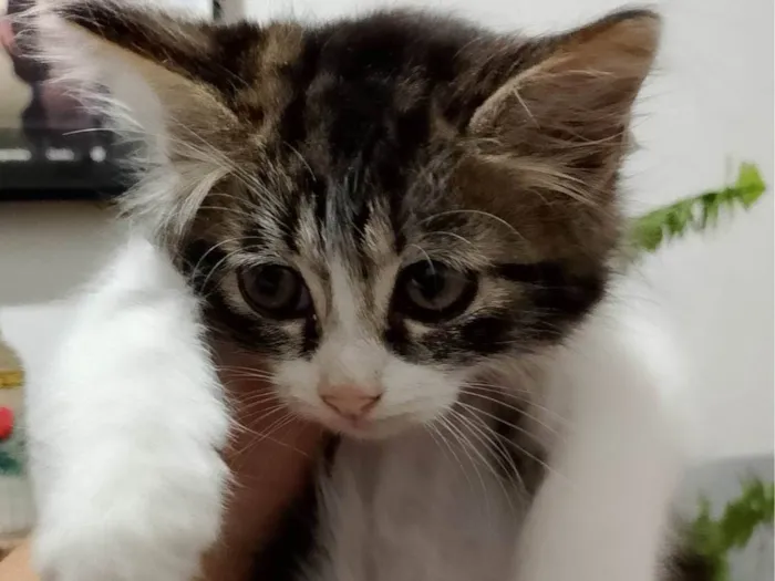 Gato ra a Exótico idade Abaixo de 2 meses nome Algodão
