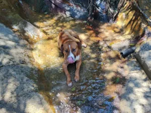 Cachorro raça SRD-ViraLata idade 6 ou mais anos nome Leona Artur