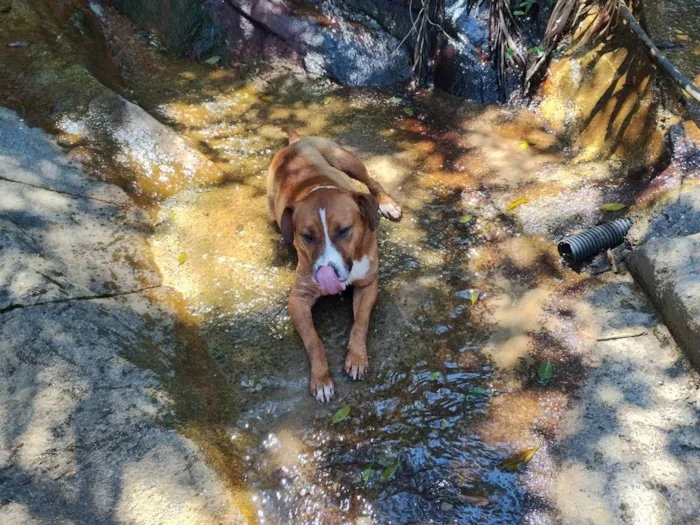 Cachorro ra a SRD-ViraLata idade 6 ou mais anos nome Leona Artur