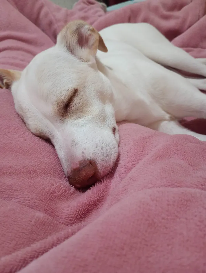 Cachorro ra a SRD-ViraLata idade 2 a 6 meses nome Pandora 