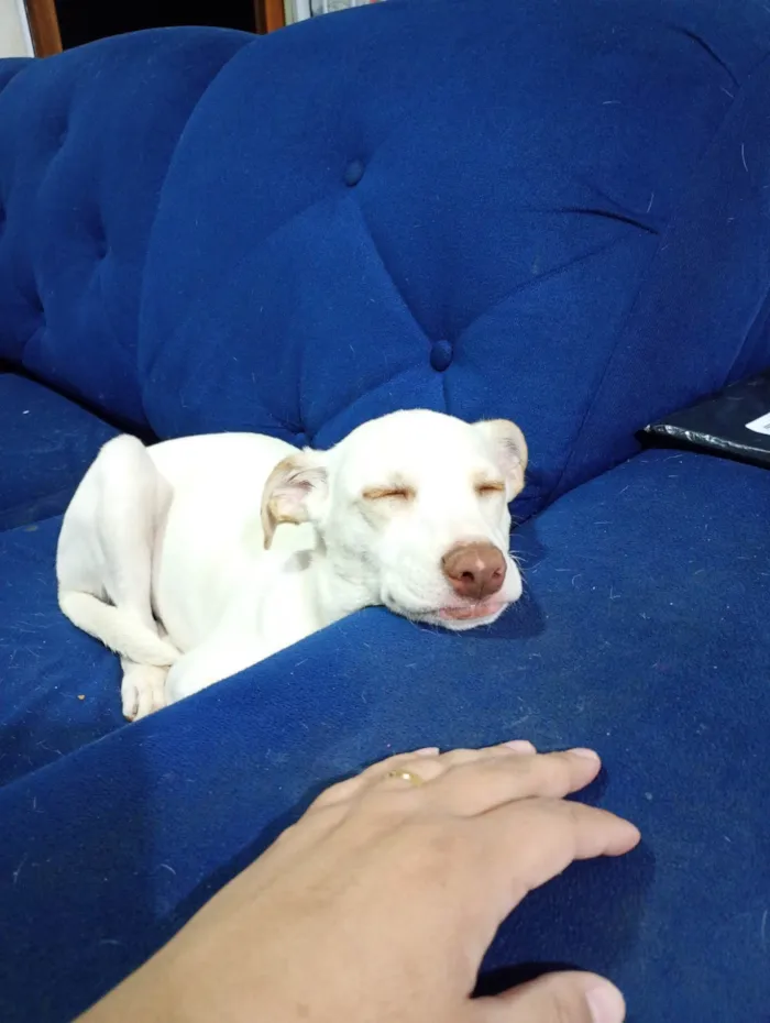 Cachorro ra a SRD-ViraLata idade 2 a 6 meses nome Pandora 