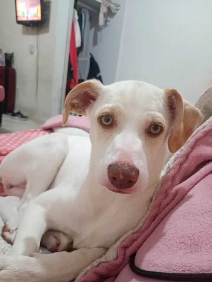 Cachorro ra a SRD-ViraLata idade 2 a 6 meses nome Pandora 