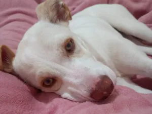 Cachorro raça SRD-ViraLata idade 2 a 6 meses nome Pandora 