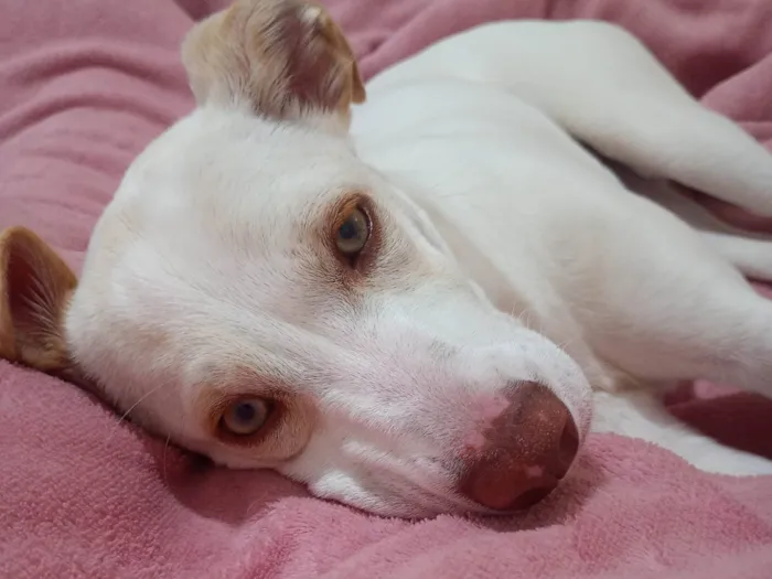 Cachorro ra a SRD-ViraLata idade 2 a 6 meses nome Pandora 