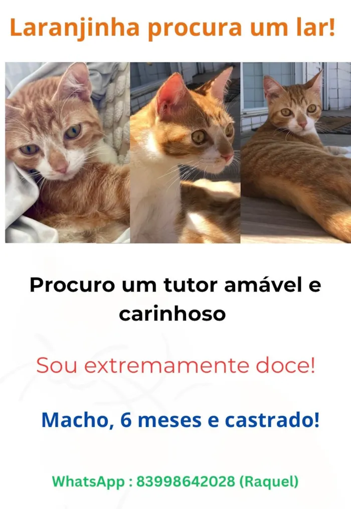 Gato ra a SRD-ViraLata idade 7 a 11 meses nome Amarelinho Busca Lar