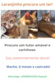 Amarelinho Busca Lar