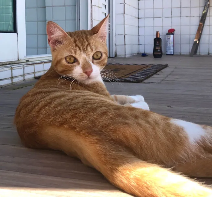 Gato ra a SRD-ViraLata idade 7 a 11 meses nome Amarelinho Busca Lar