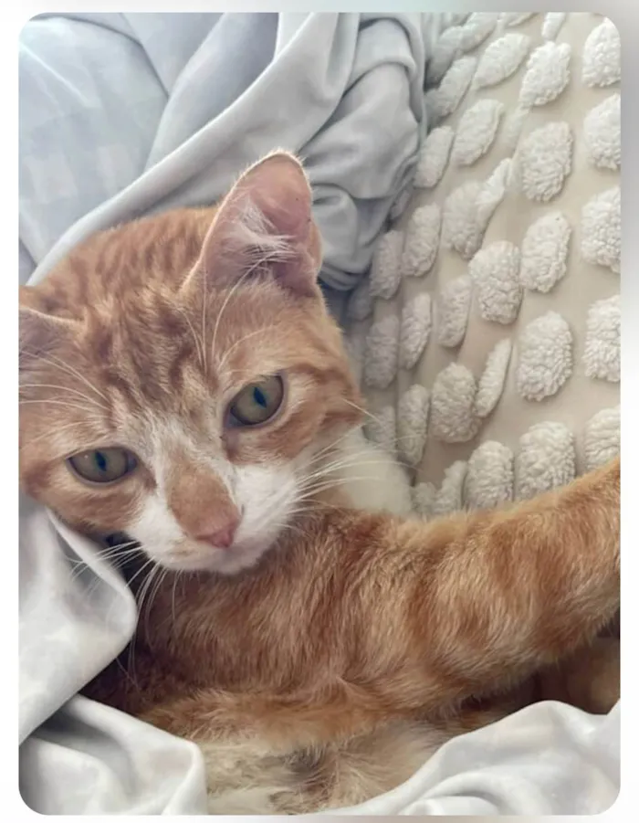 Gato ra a SRD-ViraLata idade 7 a 11 meses nome Amarelinho Busca Lar