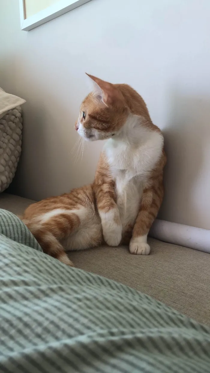 Gato ra a SRD-ViraLata idade 7 a 11 meses nome Amarelinho Busca Lar