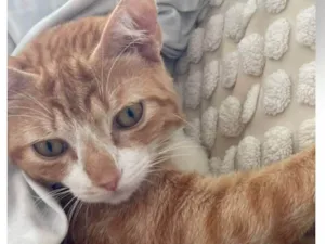Gato raça SRD-ViraLata idade 7 a 11 meses nome Amarelinho Busca Lar