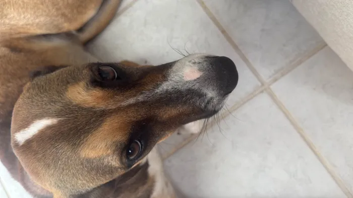 Cachorro ra a SRD-ViraLata idade 7 a 11 meses nome Meninão 