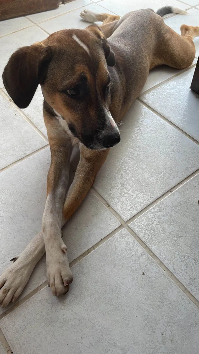 Cachorro ra a SRD-ViraLata idade 7 a 11 meses nome Meninão 