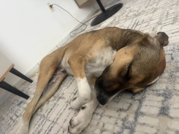 Cachorro ra a SRD-ViraLata idade 7 a 11 meses nome Meninão 