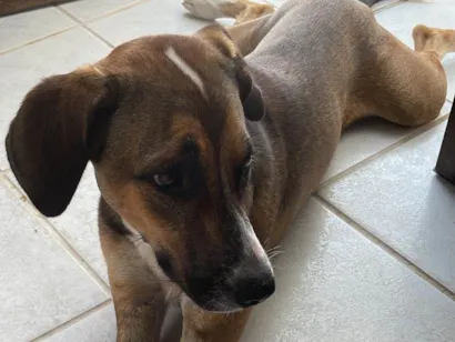 Cachorro raça SRD-ViraLata idade 7 a 11 meses nome Meninão 