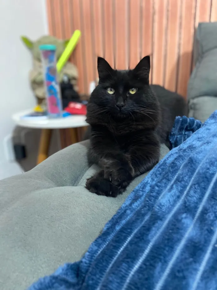 Gato ra a SRD-ViraLata idade 3 anos nome Mariah