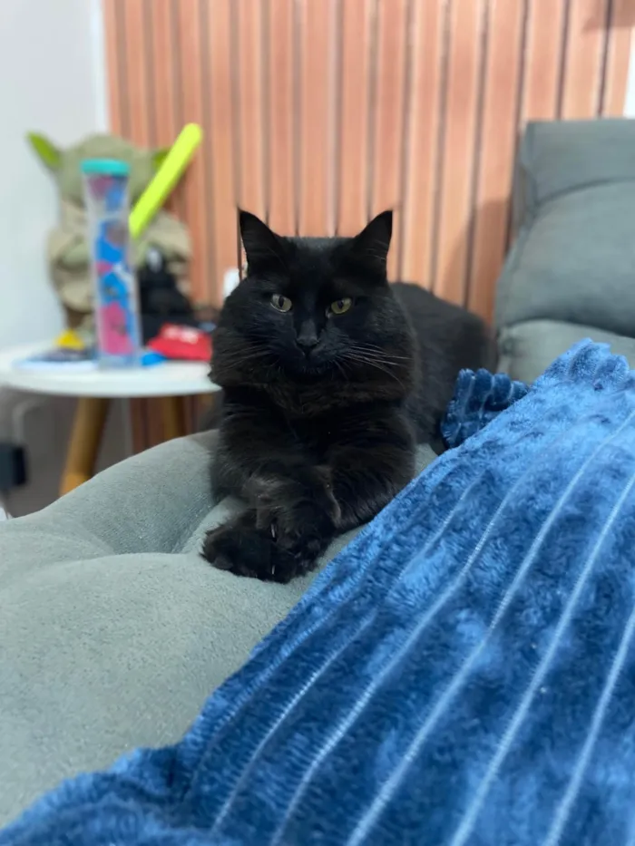 Gato ra a SRD-ViraLata idade 3 anos nome Mariah
