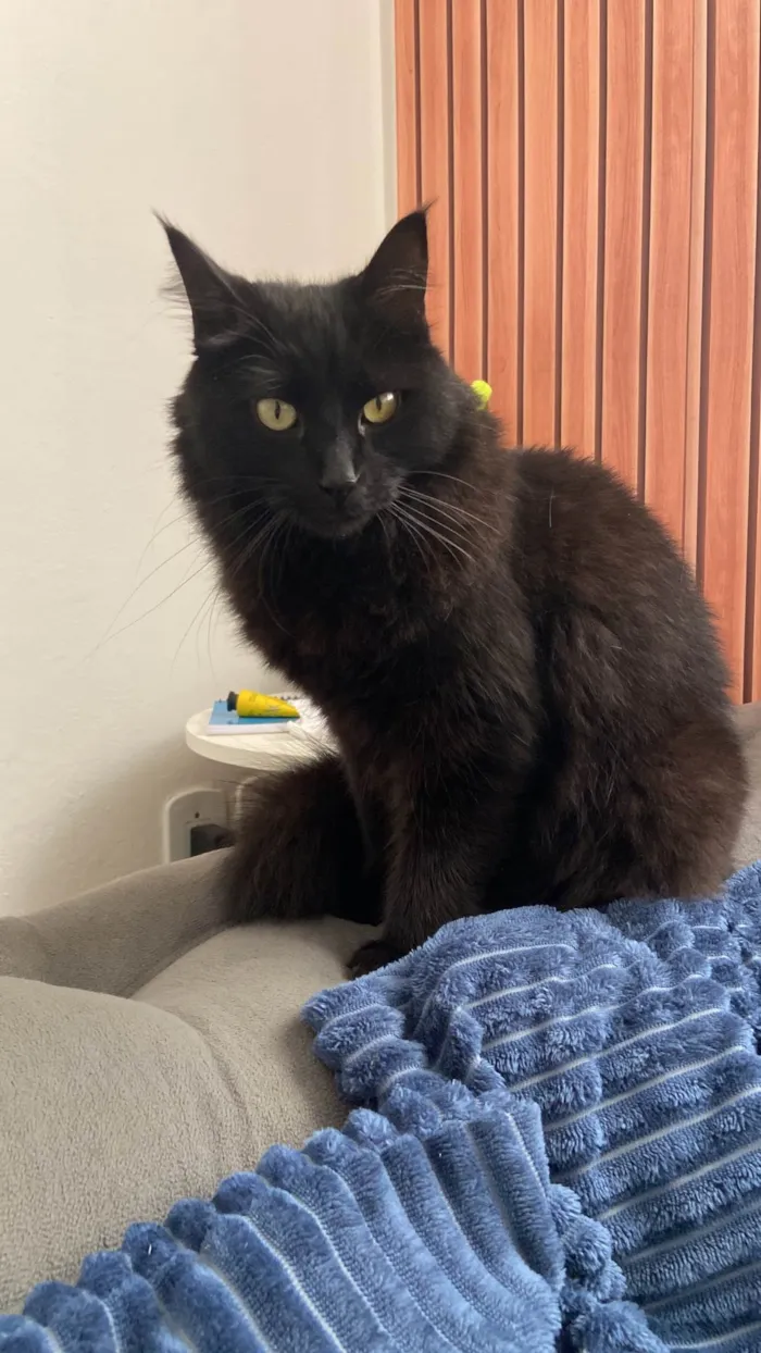 Gato ra a SRD-ViraLata idade 3 anos nome Mariah