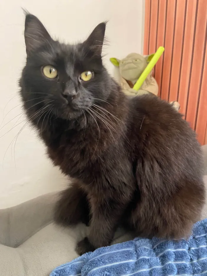 Gato ra a SRD-ViraLata idade 3 anos nome Mariah