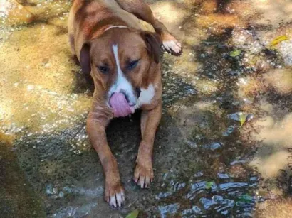 Cachorro raça SRD-ViraLata idade 6 ou mais anos nome Leona Artur