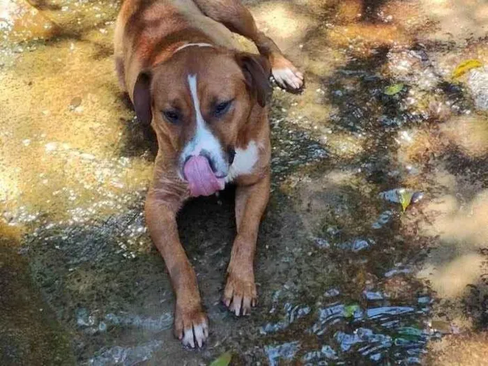 Cachorro ra a SRD-ViraLata idade 6 ou mais anos nome Leona Artur