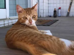 Gato raça SRD-ViraLata idade 7 a 11 meses nome Amarelinho Busca Lar