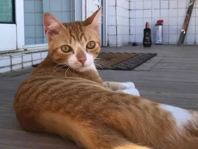 Gato raça SRD-ViraLata idade 7 a 11 meses nome Amarelinho Busca Lar