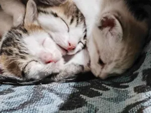 Gato raça SRD-ViraLata idade 2 a 6 meses nome Sem nome
