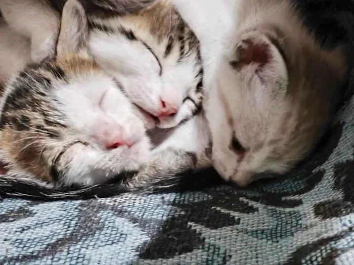 Gato ra a SRD-ViraLata idade 2 a 6 meses nome Sem nome