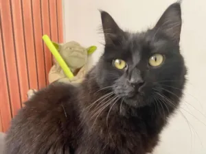 Gato raça SRD-ViraLata idade 3 anos nome Mariah