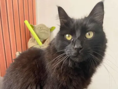 Gato raça SRD-ViraLata idade 3 anos nome Mariah