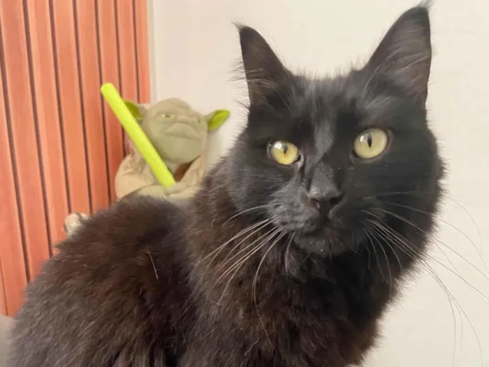 Gato ra a SRD-ViraLata idade 3 anos nome Mariah