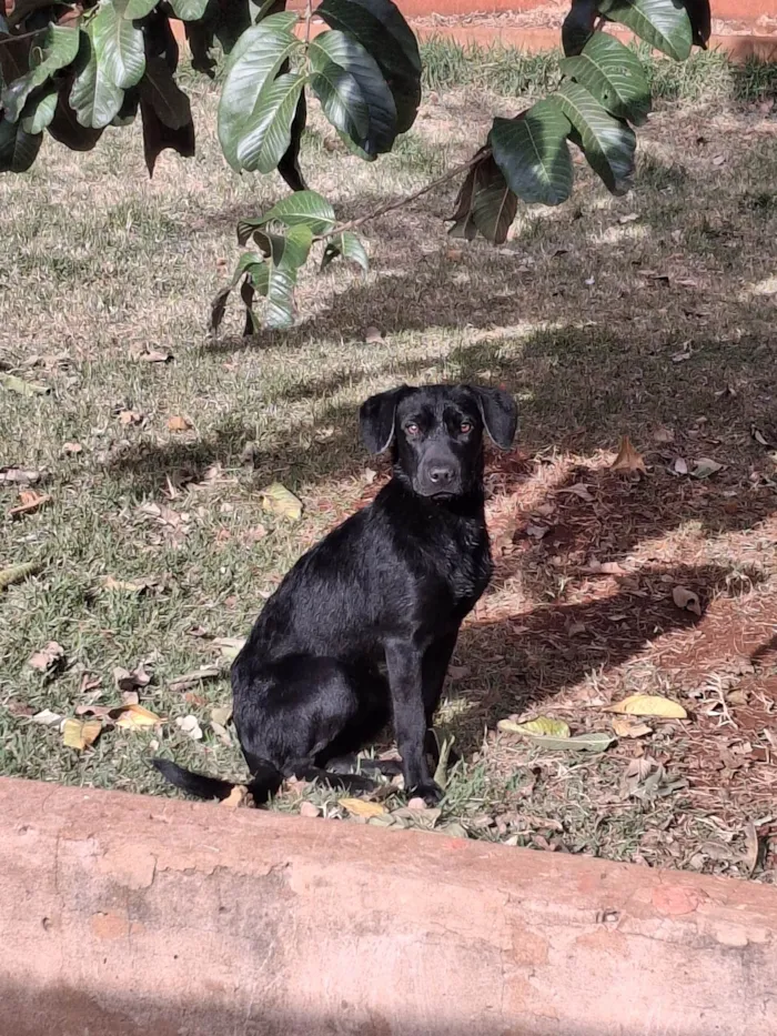 Cachorro ra a SRD-ViraLata idade 7 a 11 meses nome Não possuem nome
