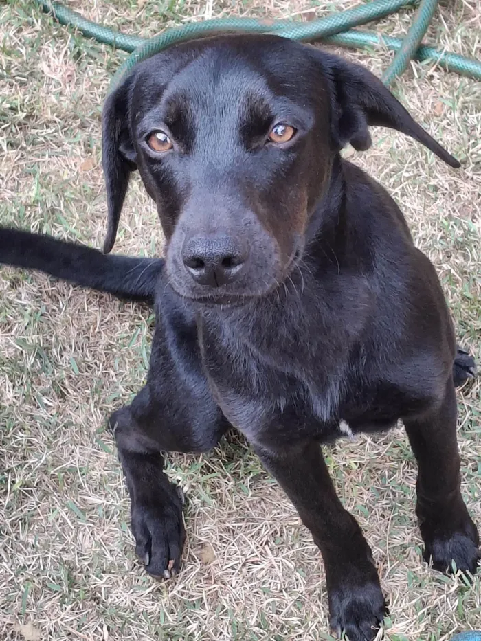 Cachorro ra a SRD-ViraLata idade 7 a 11 meses nome Não possuem nome