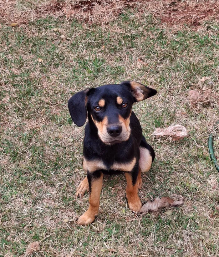 Cachorro ra a SRD-ViraLata idade 7 a 11 meses nome Não possuem nome