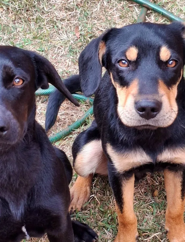 Cachorro ra a SRD-ViraLata idade 7 a 11 meses nome Não possuem nome