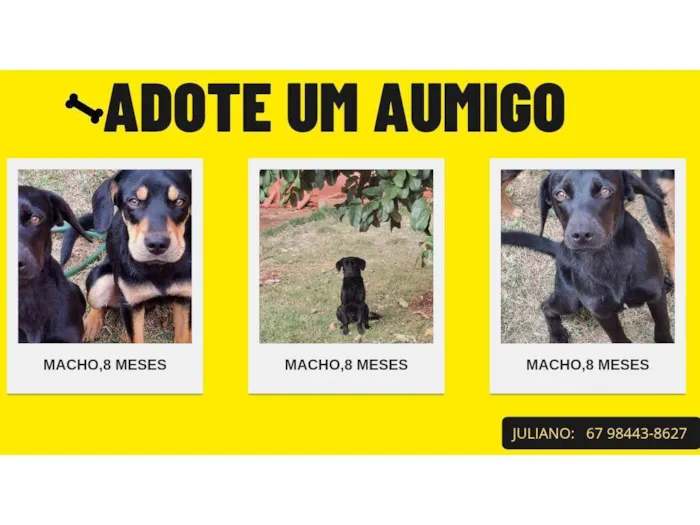 Cachorro ra a SRD-ViraLata idade 7 a 11 meses nome Não possuem nome