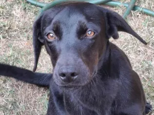 Cachorro raça SRD-ViraLata idade 7 a 11 meses nome Não possuem nome